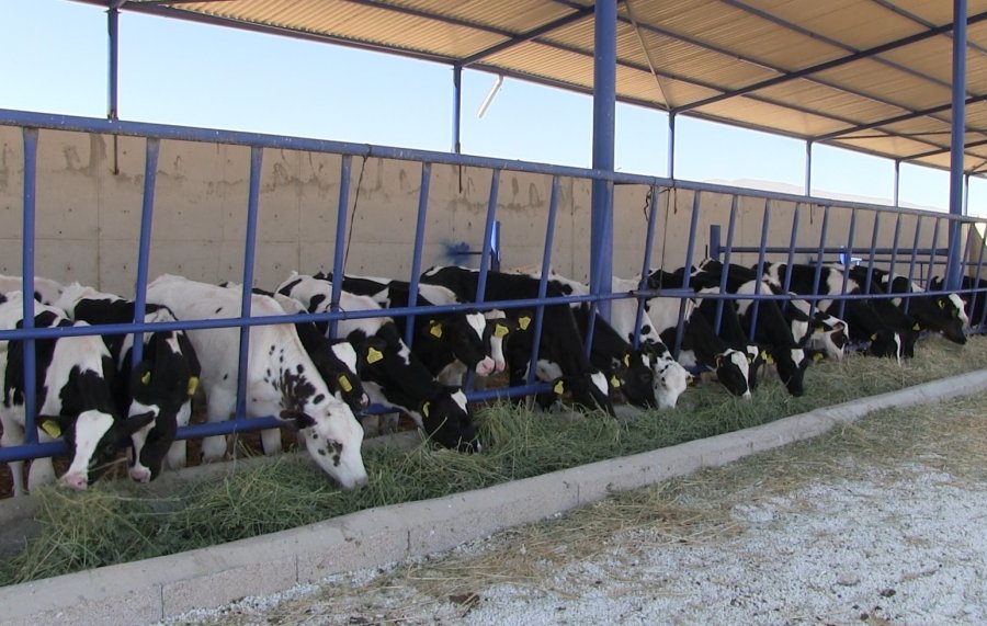 Niğde’nin Kiledere Beldesi Şap Hastalığı Nedeniyle Karantinaya Alındı