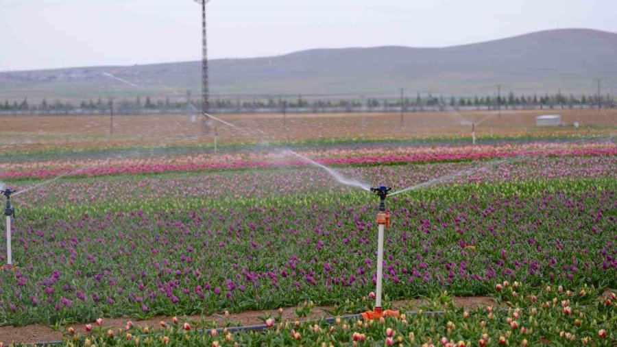 Karaman’da Lale Tarlası Ziyaretçilerine Hazırlanıyor