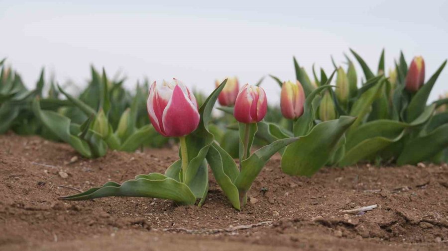 Karaman’da Lale Tarlası Ziyaretçilerine Hazırlanıyor