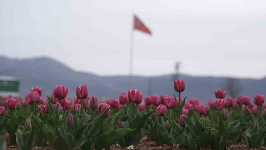 Karaman’da Lale Tarlası Ziyaretçilerine Hazırlanıyor
