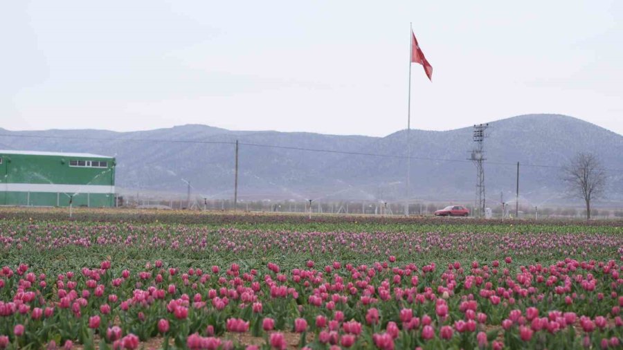 Karaman’da Lale Tarlası Ziyaretçilerine Hazırlanıyor