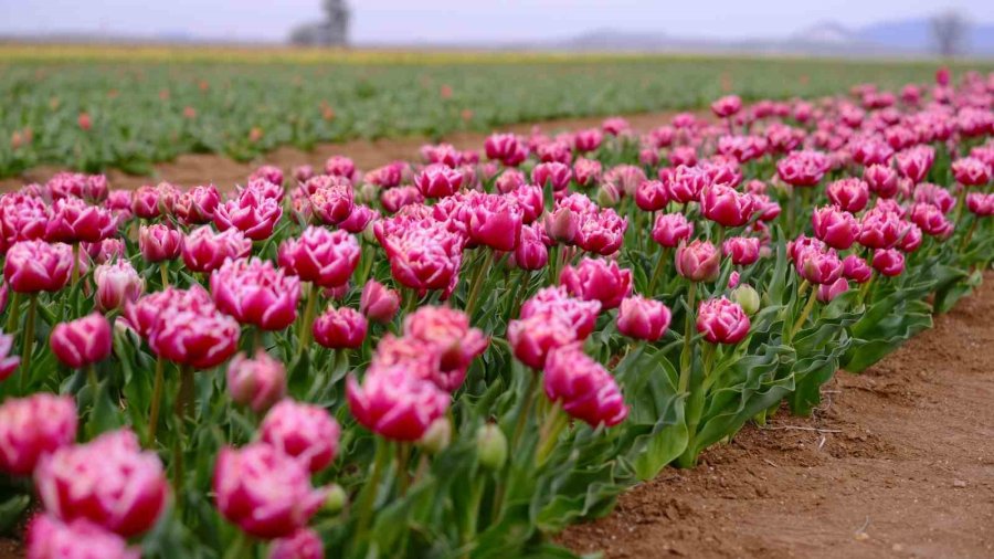 Karaman’da Lale Tarlası Ziyaretçilerine Hazırlanıyor