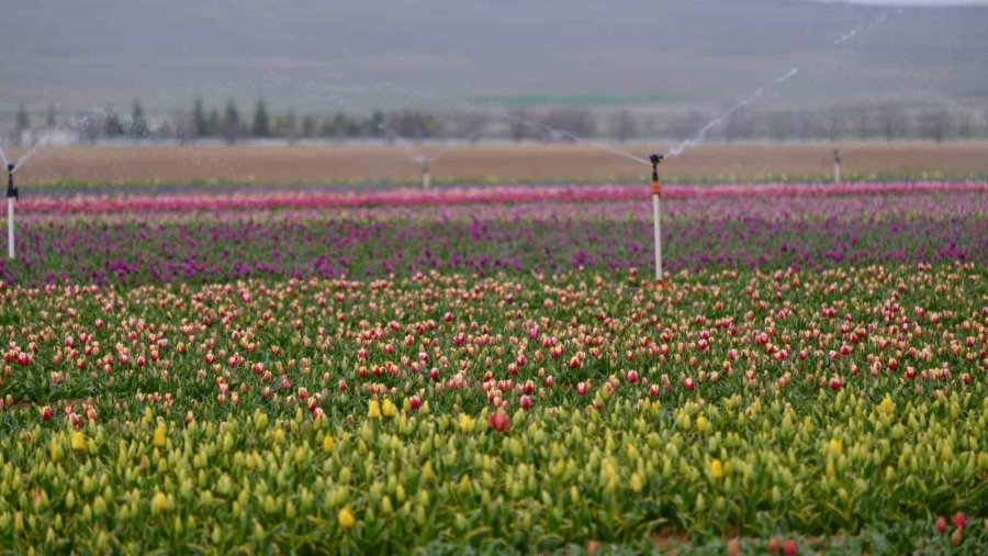Karaman’da Lale Tarlası Ziyaretçilerine Hazırlanıyor