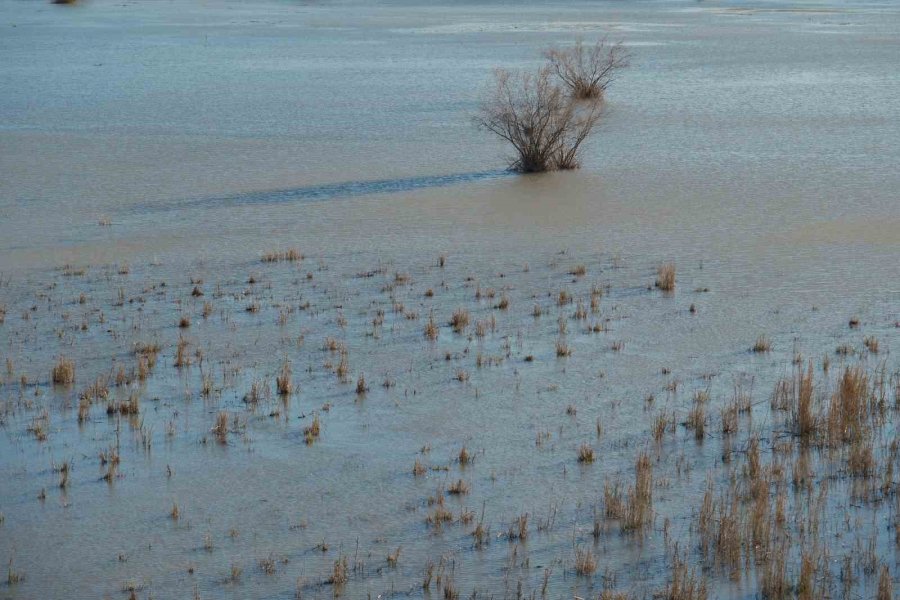 Akşehir Gölü’nde Yıllardır Görülmeyen Oldu