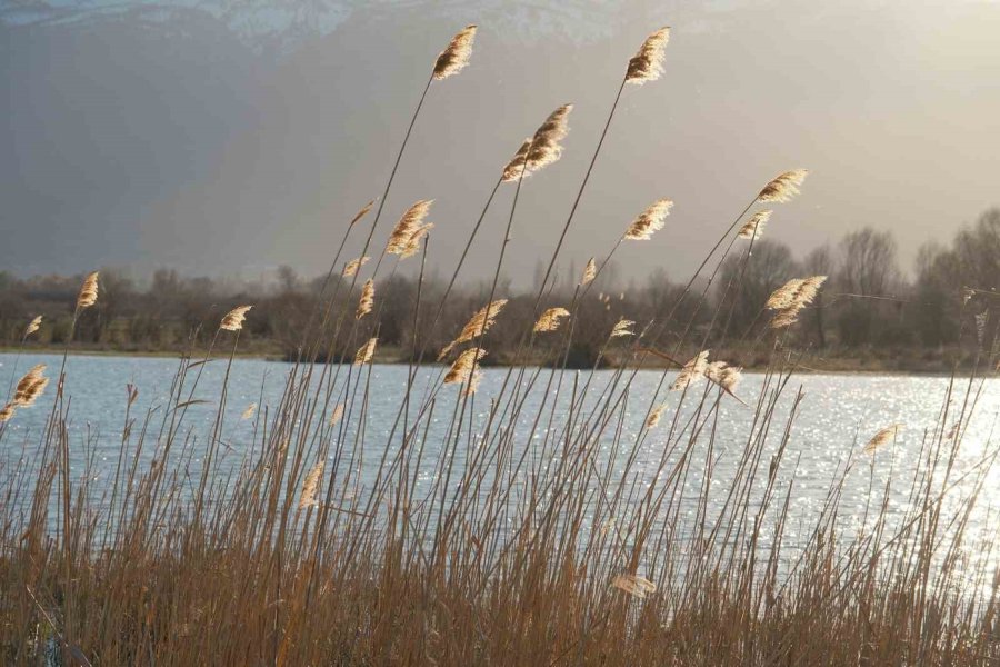 Akşehir Gölü’nde Yıllardır Görülmeyen Oldu