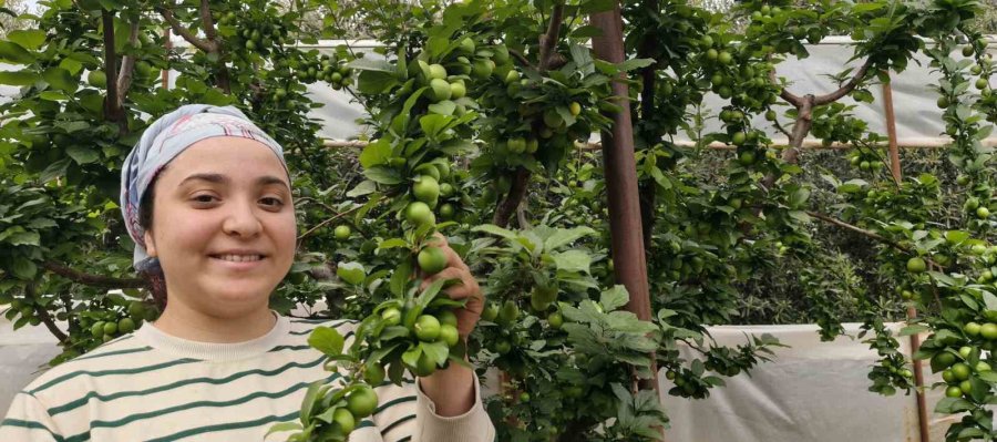 Mersin’de Açıkta Erik Hasadı Başladı, Fiyatı 200 Tl’ye Kadar Düştü