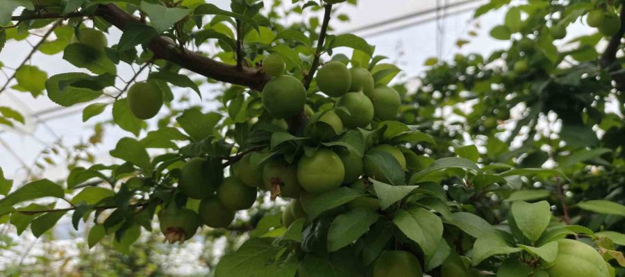Mersin’de Açıkta Erik Hasadı Başladı, Fiyatı 200 Tl’ye Kadar Düştü