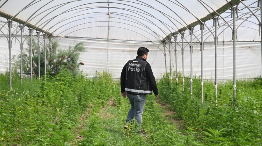 Mersin’de Seraya Baskın: Binlerce Kök Hint Keneviri Ele Geçirildi