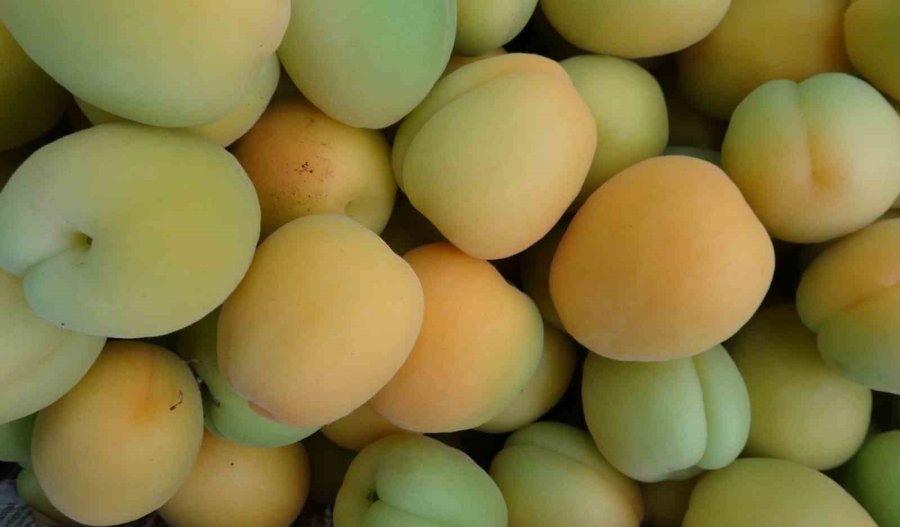 Örtü Altında Turfanda Kayısı Hasadı Başladı