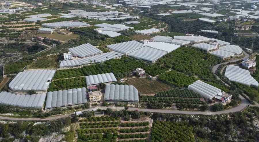 Örtü Altında Turfanda Kayısı Hasadı Başladı