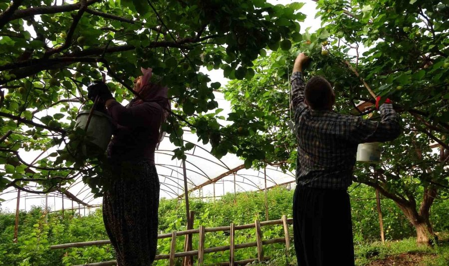Örtü Altında Turfanda Kayısı Hasadı Başladı