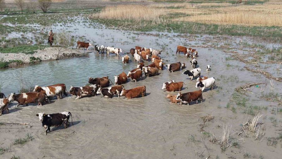 Akşehir Gölü 8 Yıl Aradan Sonra Su Tutmaya Başladı