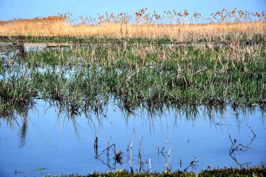 Akşehir Gölü 8 Yıl Aradan Sonra Su Tutmaya Başladı