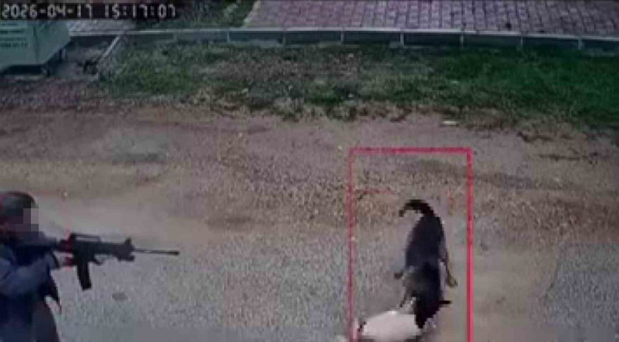 Kavga Eden Sokak Köpeklerine Tüfekle Ateş Edip Bir Köpeği Öldürdü