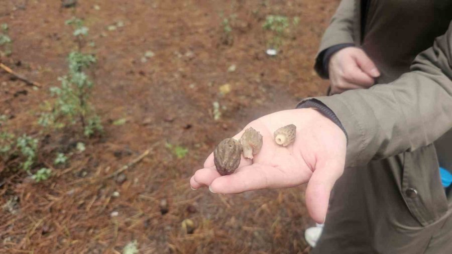 Beyşehir’de Doğa Tutkunları Hem Yürüyüş Hem De Kuzugöbeği İçin Buluştu
