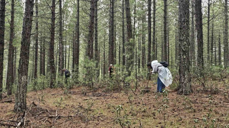 Beyşehir’de Doğa Tutkunları Hem Yürüyüş Hem De Kuzugöbeği İçin Buluştu