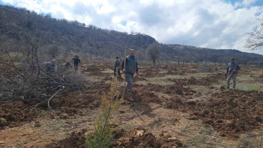 Bozkır’da 13 Dönümlük Alanda Dev Ağaçlandırma Projesi
