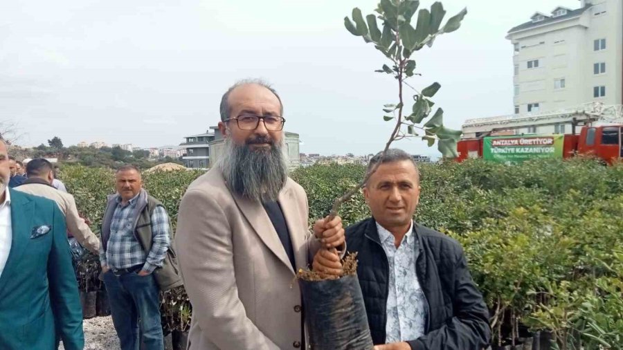 Büyükşehir’den Alanya’nın Coğrafi İşaretli Keçiboynuzuna Destek