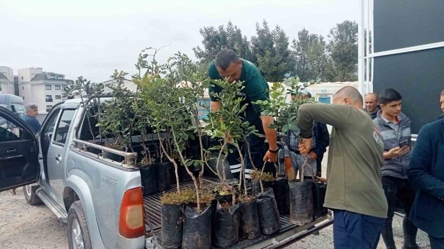 Büyükşehir’den Alanya’nın Coğrafi İşaretli Keçiboynuzuna Destek