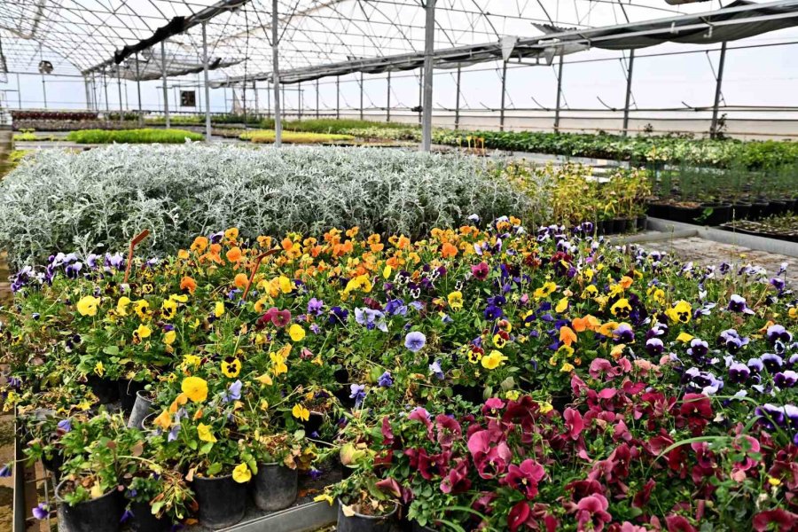 Çiçek Desenleri Günleri İçin 130 Bin Dal Çiçek Yetiştiriliyor