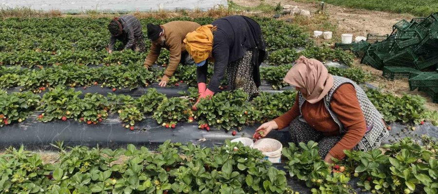 Mersin’de Açıkta Çilek Hasadı Başladı: İç Pazarda Kilogramı 65 İle 75 Tl Arasında