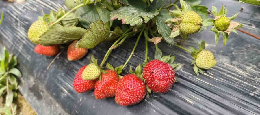 Mersin’de Açıkta Çilek Hasadı Başladı: İç Pazarda Kilogramı 65 İle 75 Tl Arasında