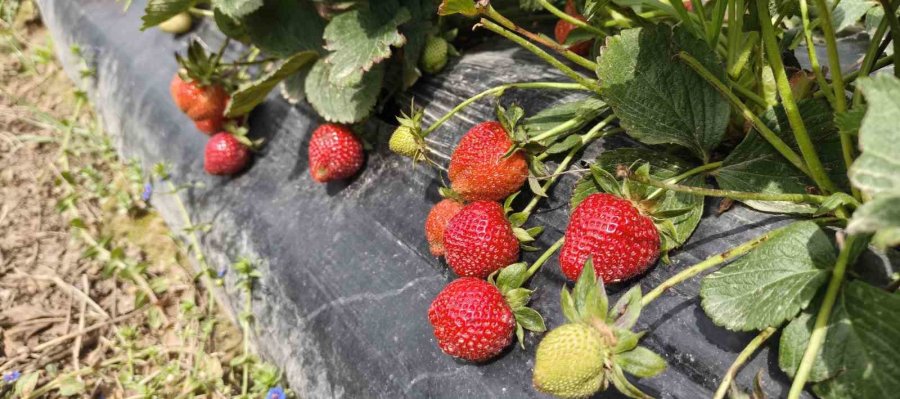 Mersin’de Açıkta Çilek Hasadı Başladı: İç Pazarda Kilogramı 65 İle 75 Tl Arasında