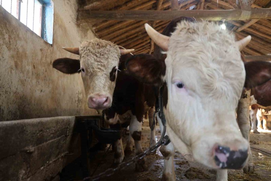 Kurbanlık Alacaklara "yaş" Uyarısı