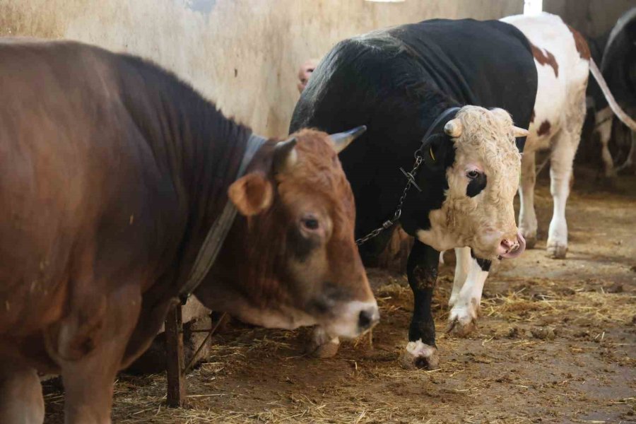 Kurbanlık Alacaklara "yaş" Uyarısı