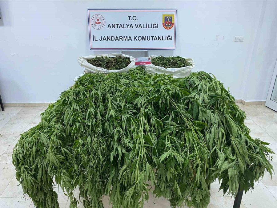 Serayı Uyuşturucu Tarlasına Çevirmiş