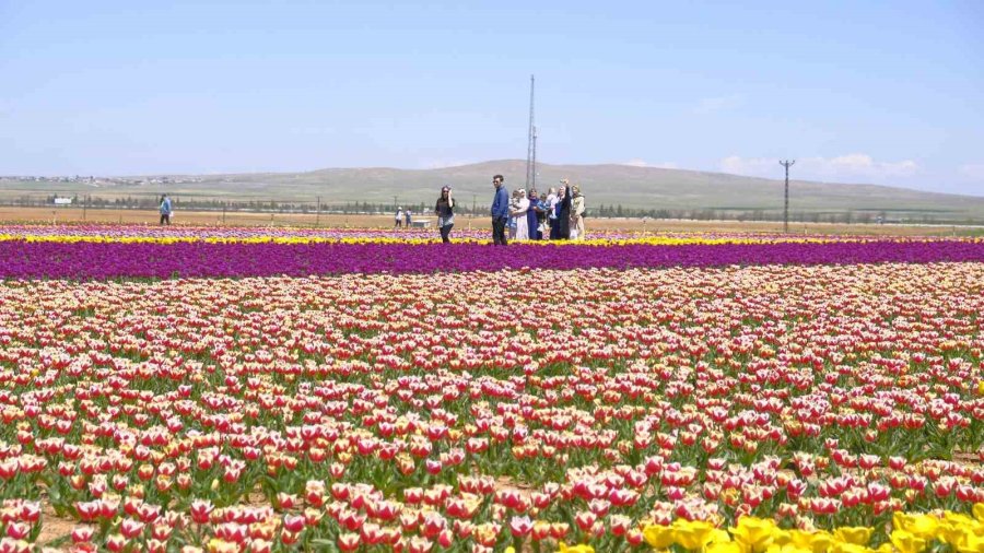 Karaman’da Lale Tarlasına Ziyaretçi Akını: 2 Günde 30 Bin Kişi Gezdi