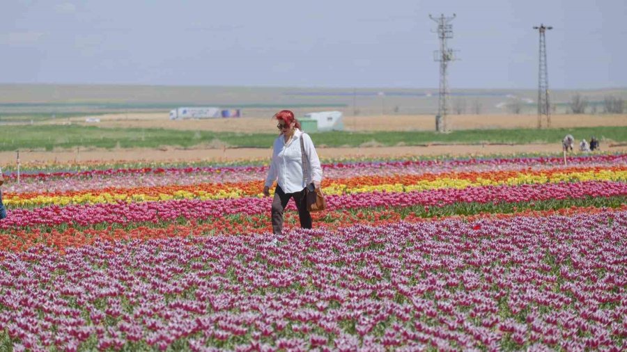 Karaman’da Lale Tarlasına Ziyaretçi Akını: 2 Günde 30 Bin Kişi Gezdi
