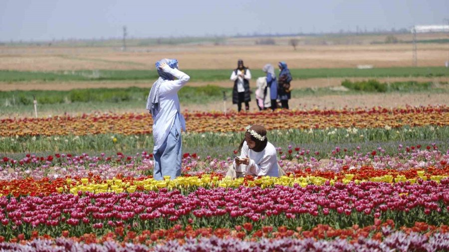 Karaman’da Lale Tarlasına Ziyaretçi Akını: 2 Günde 30 Bin Kişi Gezdi