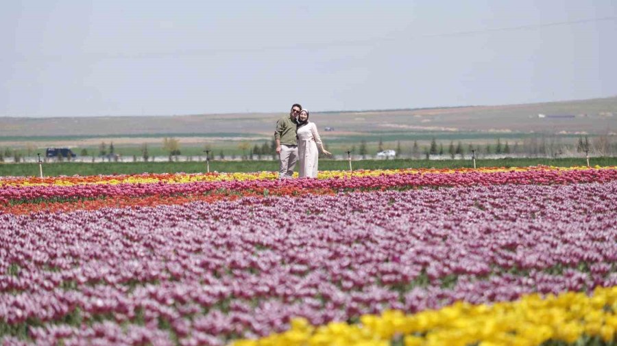 Karaman’da Lale Tarlasına Ziyaretçi Akını: 2 Günde 30 Bin Kişi Gezdi