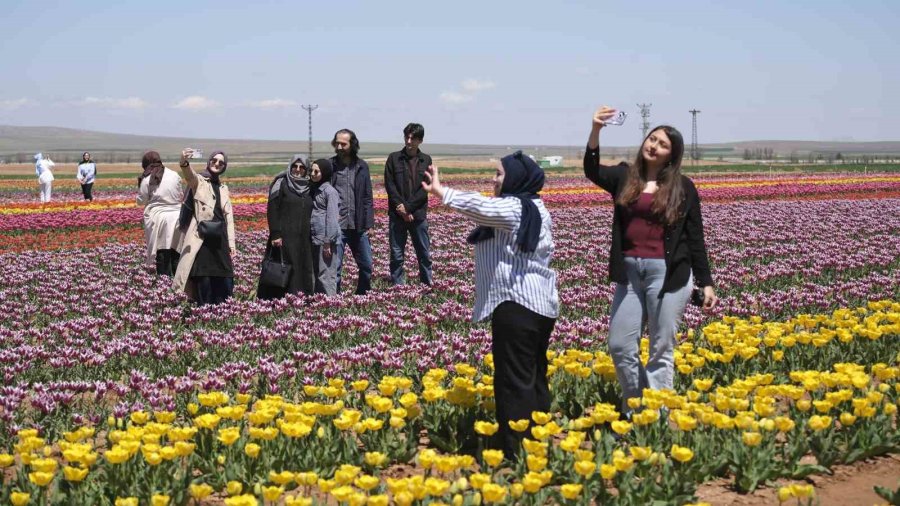 Karaman’da Lale Tarlasına Ziyaretçi Akını: 2 Günde 30 Bin Kişi Gezdi