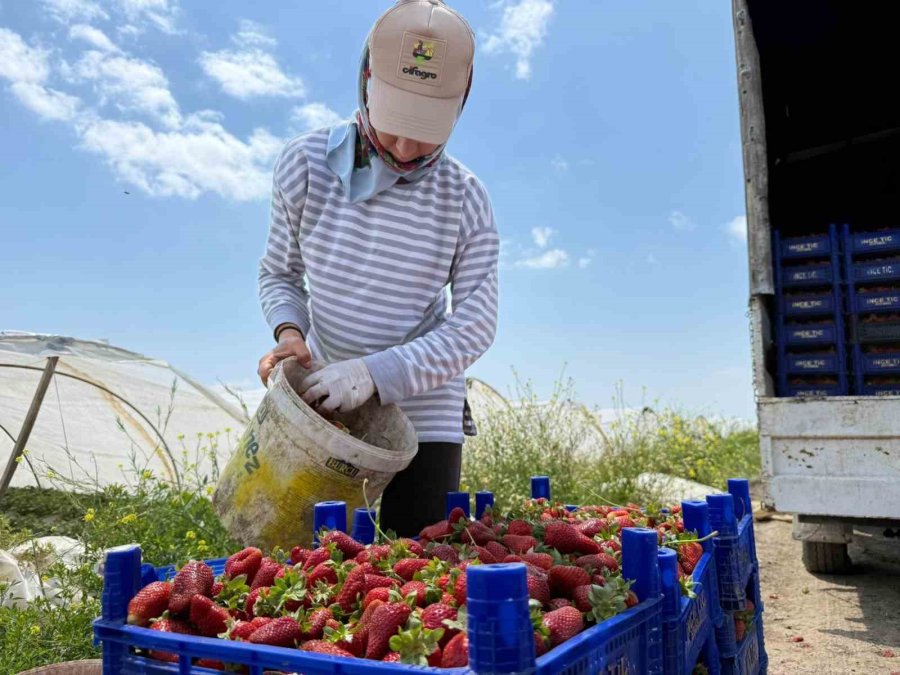 Tarla İle Market Rafları Arasındaki Farka Üretici Bile İnanamıyor