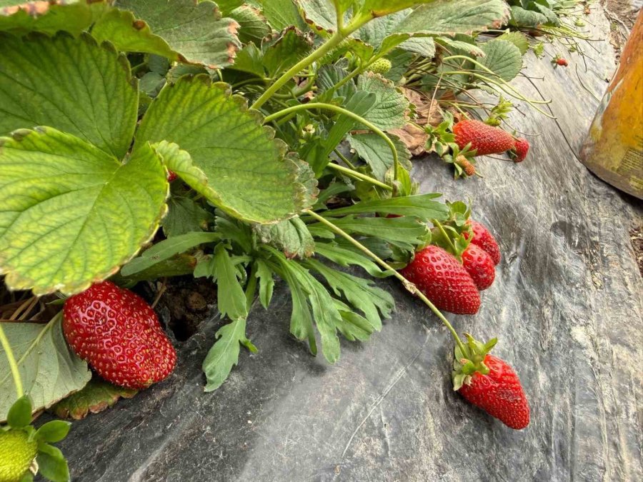 Tarla İle Market Rafları Arasındaki Farka Üretici Bile İnanamıyor