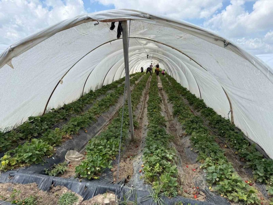 Tarla İle Market Rafları Arasındaki Farka Üretici Bile İnanamıyor