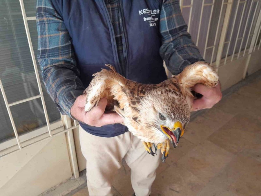 Karapınar’da Yaralı Kızıl Şahin Tedavi Altına Alındı