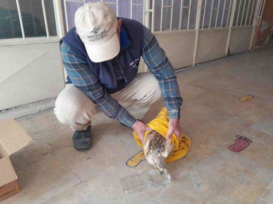 Karapınar’da Yaralı Kızıl Şahin Tedavi Altına Alındı