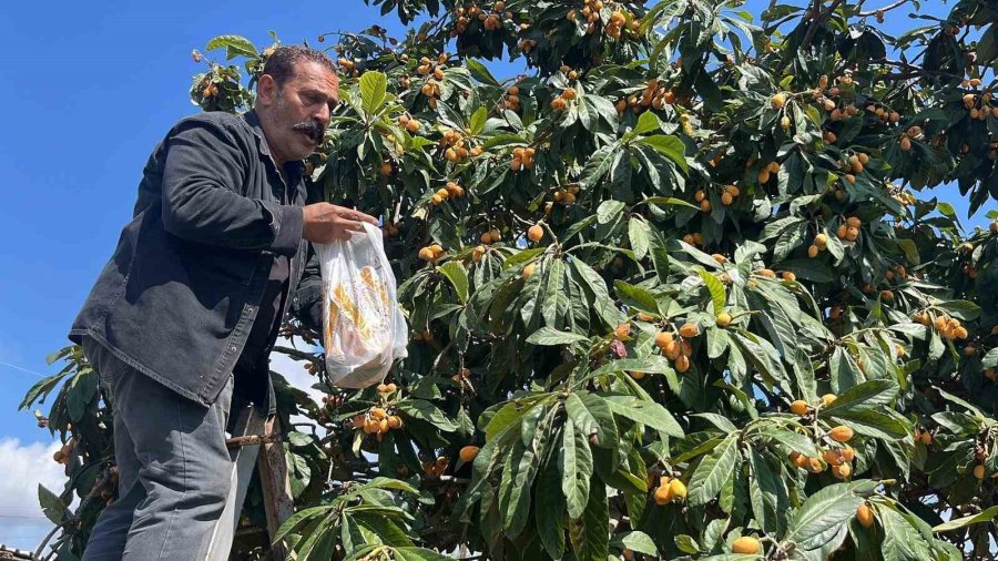 Talep Azalınca Bedava Dağıttı, Poşetini Alan Bahçeye Koştu