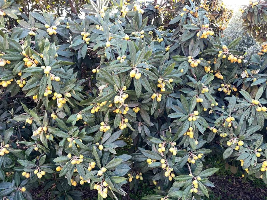 Talep Azalınca Bedava Dağıttı, Poşetini Alan Bahçeye Koştu