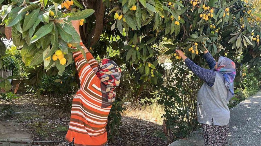 Talep Azalınca Bedava Dağıttı, Poşetini Alan Bahçeye Koştu