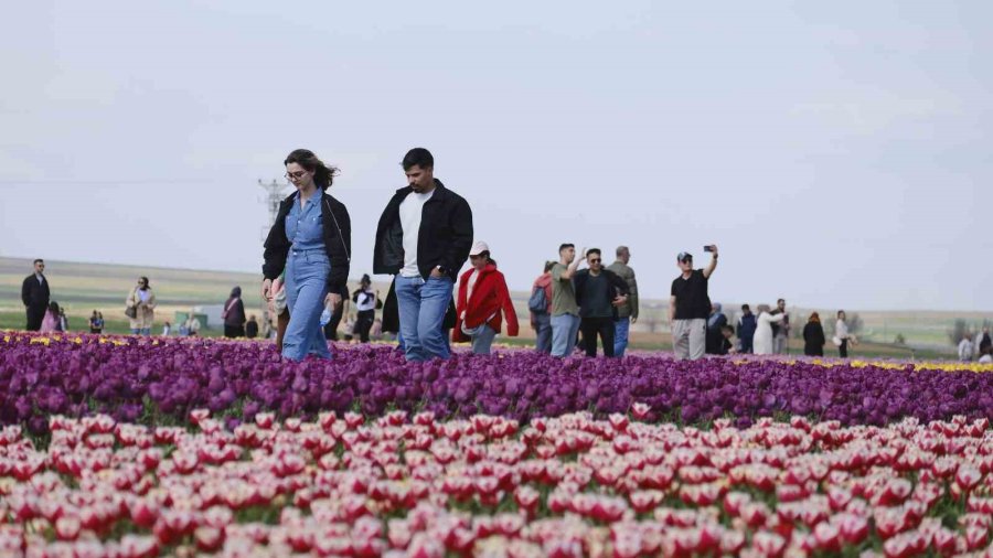 Türkiye’nin En Büyük Lale Tarlasında Ziyaretçi Rekoru