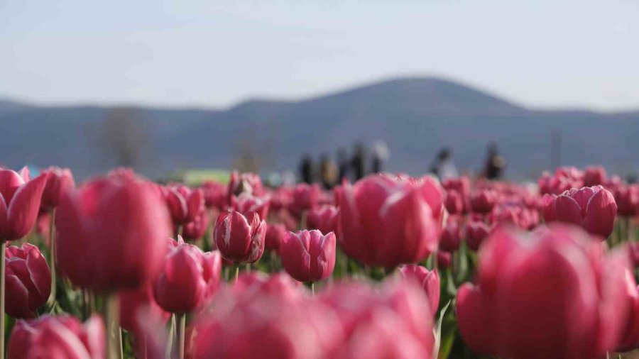 Türkiye’nin En Büyük Lale Tarlasında Ziyaretçi Rekoru