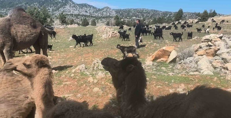 Toroslar’da Yörük Göçü Başladı: Sarıkeçililer Yayla Yolunda