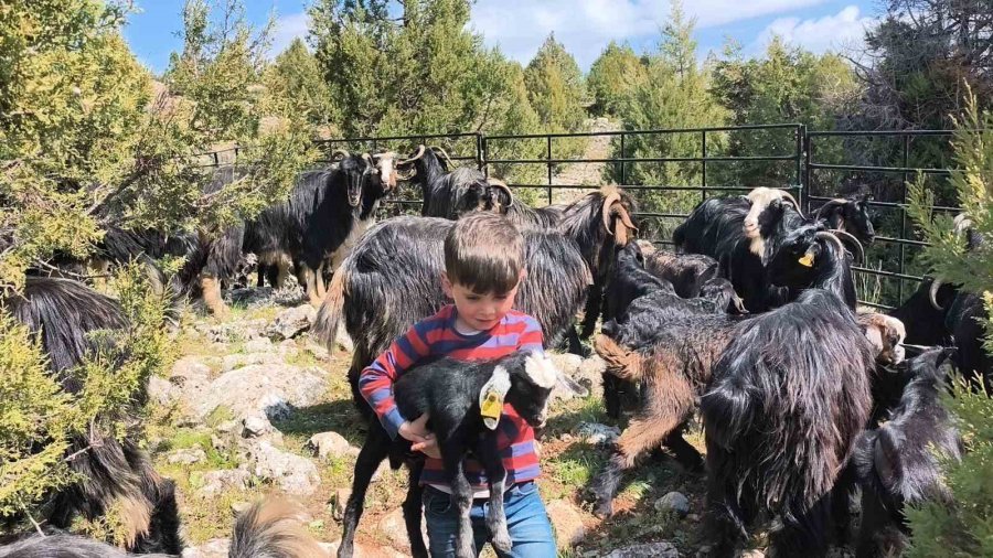 Toroslar’da Yörük Göçü Başladı: Sarıkeçililer Yayla Yolunda