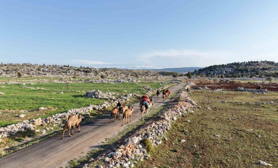 Toroslar’da Yörük Göçü Başladı: Sarıkeçililer Yayla Yolunda