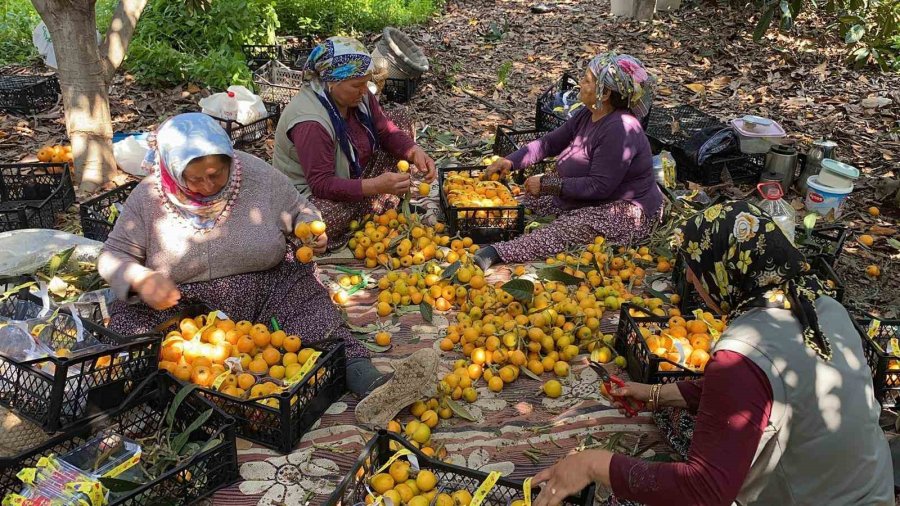 ’sarı Altın’ Yenidünyada Hasat Başladı: İç Pazara 50-100 Tl’ye, Dış Pazara 4 Dolara Gönderiliyor