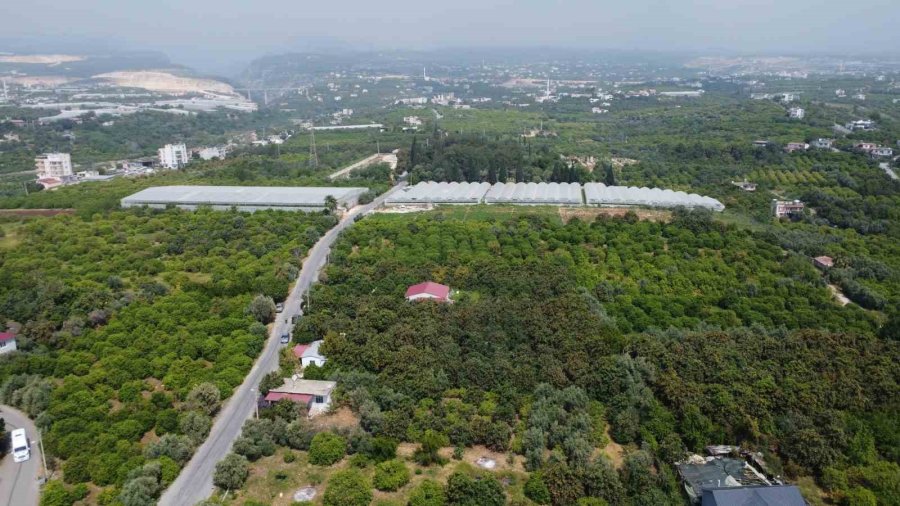 ’sarı Altın’ Yenidünyada Hasat Başladı: İç Pazara 50-100 Tl’ye, Dış Pazara 4 Dolara Gönderiliyor